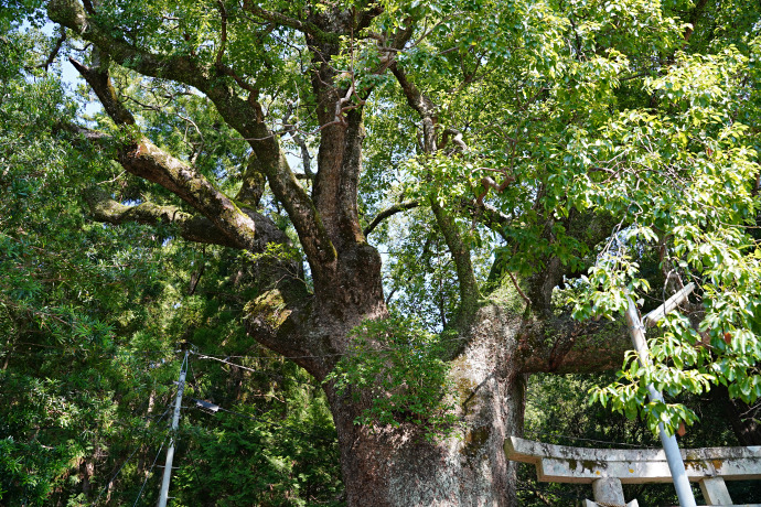 仁井田神社のクスノキ