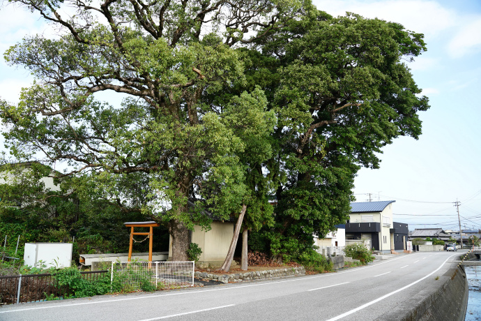 野槌神社のタブノキ