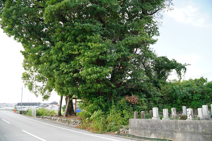 野槌神社のタブノキ