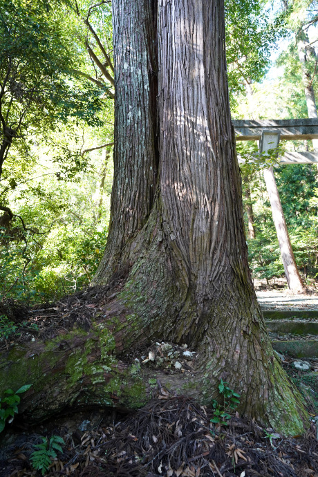 若一王子宮の夫婦杉