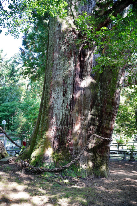 杉の大杉（南株）