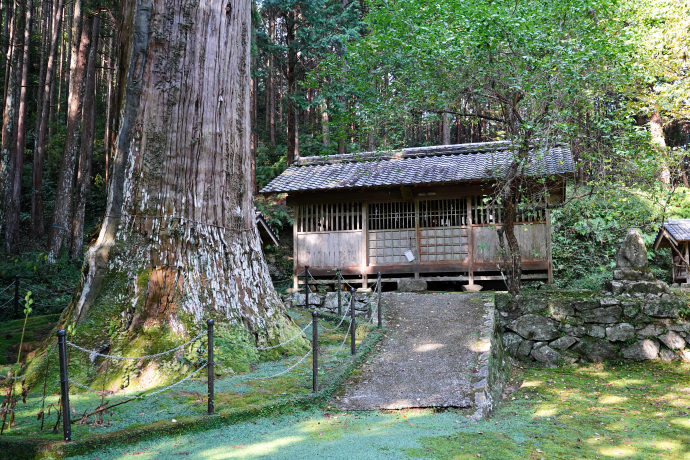 天神の大杉