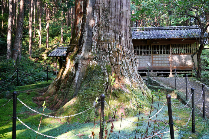 天神の大杉