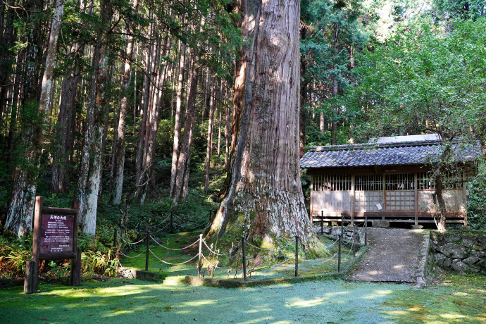 天神の大杉