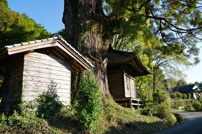 吉延の大杉