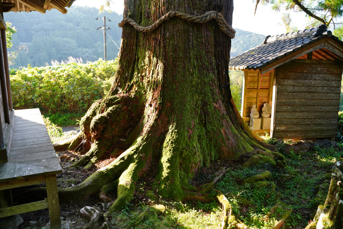 吉延の大杉