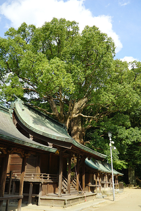 太宰府天満宮の夫婦樟