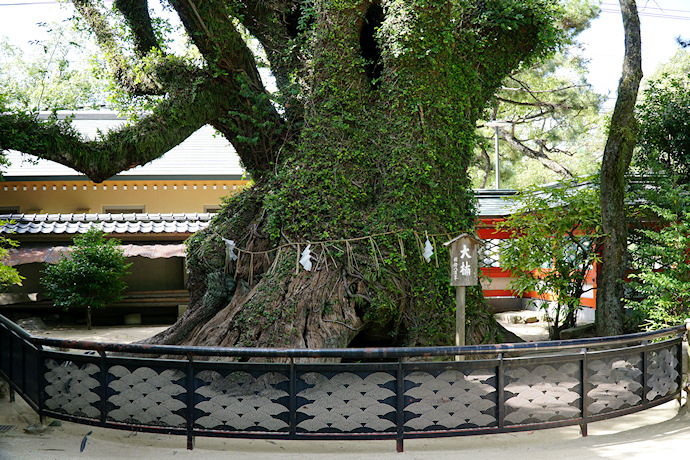 筥崎宮の大楠