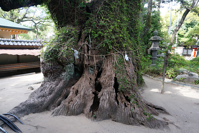 筥崎宮の大楠