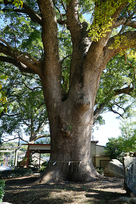 蚊田の森のクスノキ