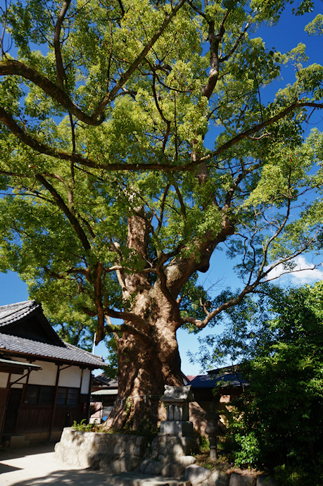 蚊田の森のクスノキ