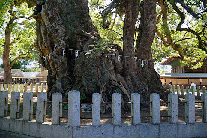 衣掛の森（クスノキ）