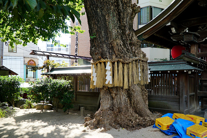 櫛田神社のイチョウ