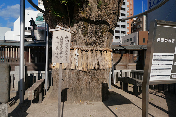 櫛田の銀杏