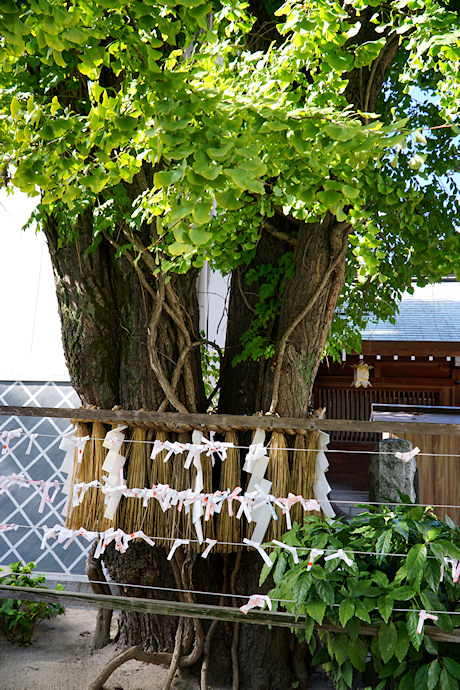 櫛田神社の夫婦イチョウ